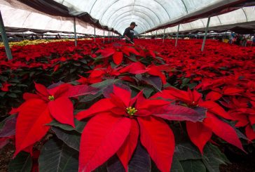 Garantizan productores abasto de flor de Nochebuena para esta temporada decembrina: Agricultura