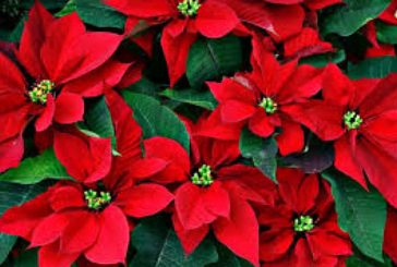 Impulsa Agricultura el mejoramiento genético de la Nochebuena