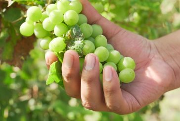 Productores garantizan abasto de frutos de temporada para la época decembrina: Agricultura