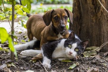 TLALPAN REALIZARÁ FERIA DE ADOPCIÓN CANINA Y FELINA 18 Y 19 DE DICIEMBRE