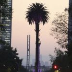 Árbol que suplantará a la palma de Reforma será plantado en un mes