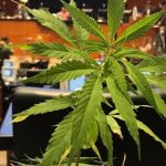 Beneficia a todos la Regularización del Cannabis, asegura Senador Monreal