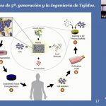 REGENERAN HUESOS Y TEJIDOS VIVOS EN HUMANOS CON ANDAMIOS MOLECULARES