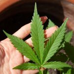 Declara Corte inconstitucional penalizar posesión de más de 5 gramos de marihuana