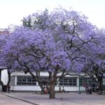 APREMIANTE PROTEGER LA BIODIVERSIDAD; NO SOMOS LOS ÚNICOS QUE HABITAMOS EL PLANETA