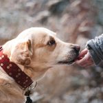 PREVALECE FALTA DE RESPONSABILIDAD EN EL CUIDADO DE LOS PERROS