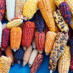 Festival de los Maíces 2022: Ozolco busca preservar el maíz endémico