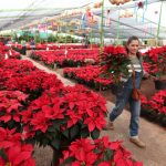 Alistan productores cosecha de flor de Nochebuena para las fiestas decembrinas