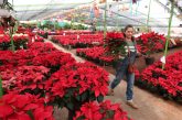 Alistan productores cosecha de flor de Nochebuena para las fiestas decembrinas
