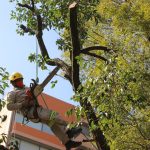 TLALPAN ÚNICA DEMARCACIÓN EN ATENDER LA PLAGA DEL MUÉRDAGO EN LA CIUDAD DE MÉXICO