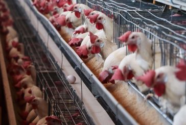 <strong>Identifica Agricultura influenza aviar AH5N1 en tres granjas de Aguascalientes</strong>