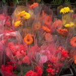 Comenzará distribución de flores ornamentales para atender demanda del 10 de mayo