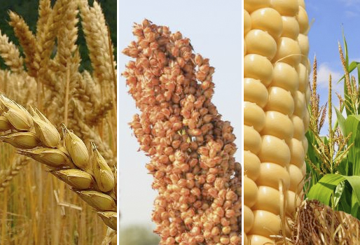 Los cultivos de maíz: un debate de maíz, kafir, y sorgos cultivado en los  Estados Unidos y Canadá. Maíz; el maíz Kafir; sorgo. BBOOM-COEN 339 corte.  El trillador, quita todas las