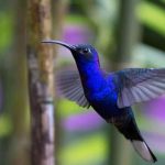 AYUDA LA UNAM A PRESERVAR LOS COLIBRÍES