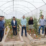 CREA LA UNAM BIOFUNGICIDA PARA PROTEGER AL JITOMATE