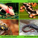 MÉXICO, SEGUNDA NACIÓN EN EXTINCIÓN DE ESPECIES DE ANFIBIOS