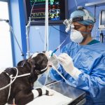 Proponen en el Senado deducción de gastos por servicios veterinarios 