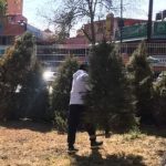 TLALPAN INSTALA CENTROS DE RECOLECCIÓN DE ÁRBOLES NAVIDEÑOS