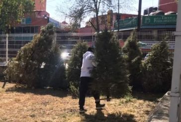 TLALPAN INSTALA CENTROS DE RECOLECCIÓN DE ÁRBOLES NAVIDEÑOS