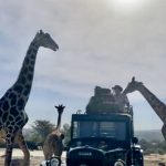 Conoce la jirafa Benito a su nueva familia en Africam Safari