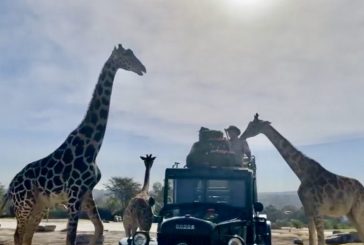 Conoce la jirafa Benito a su nueva familia en Africam Safari