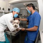 MÉDICOS VETERINARIOS, CLAVE PARA PROMOVER LA SALUD PÚBLICA