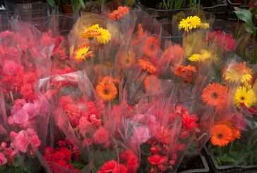 Garantizan productores abasto de flores ornamentales para el Día de las Madres