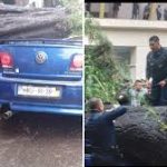 Rescataron a bebé de un auto aplastado por un árbol en la colonia Nápoles; su madre murió