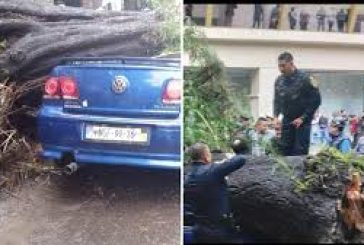 Rescataron a bebé de un auto aplastado por un árbol en la colonia Nápoles; su madre murió