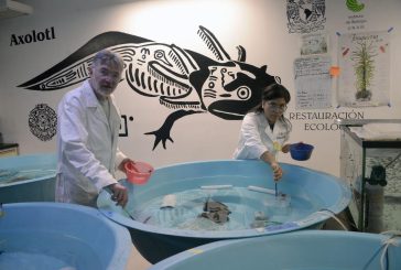 CIENTÍFICOS DE LA UNAM LEVANTAN NUEVO CENSO DEL AXOLOTE EN XOCHIMILCO