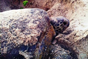 REVELAN GENES CORREDORES MIGRATORIOS QUE UTILIZAN LAS TORTUGAS MARINAS EN EL ATLÁNTICO