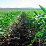 ENFRENTA SECTOR AGROPECUARIO PANORAMA CRÍTICO EN 2025: CONSULTORÍA NEXUSAGRONEGOCIOS