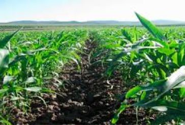 ENFRENTA SECTOR AGROPECUARIO PANORAMA CRÍTICO EN 2025: CONSULTORÍA NEXUSAGRONEGOCIOS