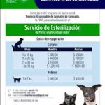 Esterilización de mascotas en la UNAM: una opción económica y responsable