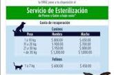 Esterilización de mascotas en la UNAM: una opción económica y responsable