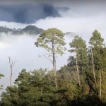 DEFORESTACIÓN Y CAMBIO CLIMÁTICO AMENAZAN BOSQUES DE NIEBLA