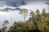 DEFORESTACIÓN Y CAMBIO CLIMÁTICO AMENAZAN BOSQUES DE NIEBLA