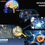 EL CEREBRO HUMANO ES SIMILAR AL UNIVERSO, REFIERE ISABEL MIRANDA SAUCEDO