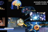 EL CEREBRO HUMANO ES SIMILAR AL UNIVERSO, REFIERE ISABEL MIRANDA SAUCEDO