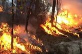 Se registran 99 incendios forestales activos en México este fin de semana