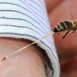 PICADURA DE ABEJA CAUSA MÁS DECESOS QUE LA DE ALACRÁN O MORDIDA DE SERPIENTE