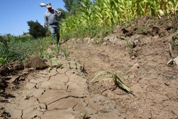 EL CAMPO MEXICANO EN BANCARROTA