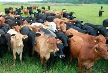 Productores en México advierten alza en precio de carne hacia 2026 por gusano barrenador y aranceles