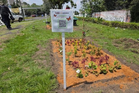 Impulsa Toluca la instalación de 100 jardines polinizadores